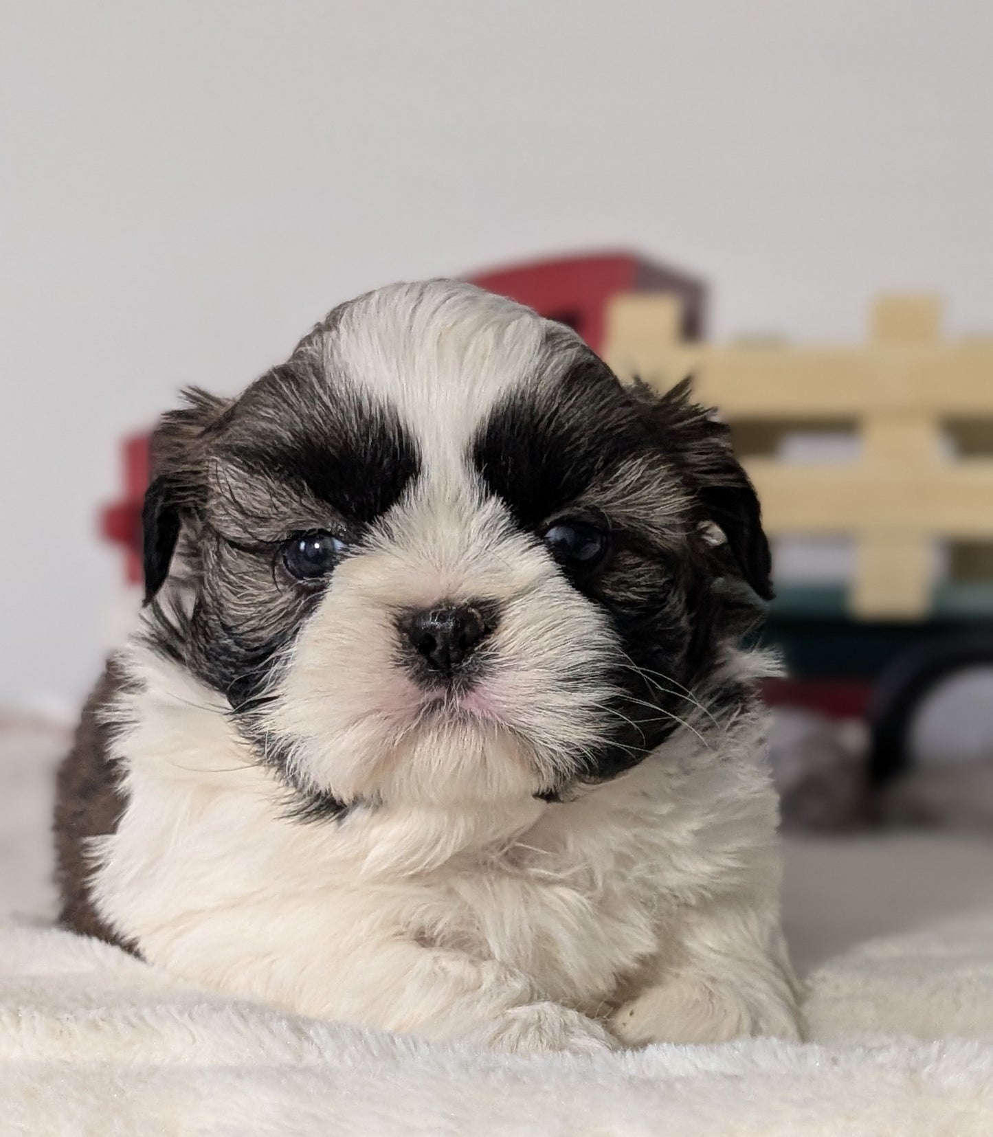 SHIH TZU (DEC 03) MALES
