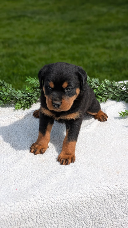 ROTTWEILER (03/18) MALE