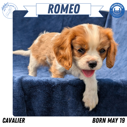 CAVALIER (05/19) MALE