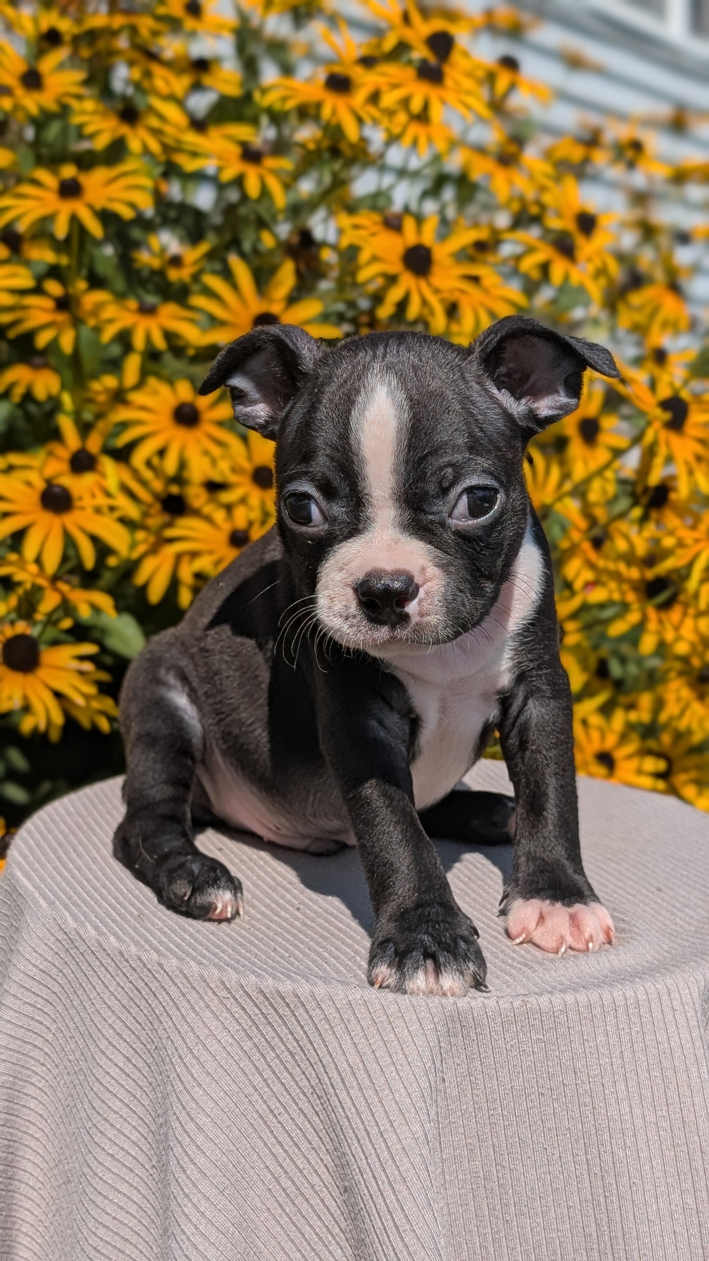 BOSTON TERRIER (JUL 11) 4 FEMALES/4 MALES