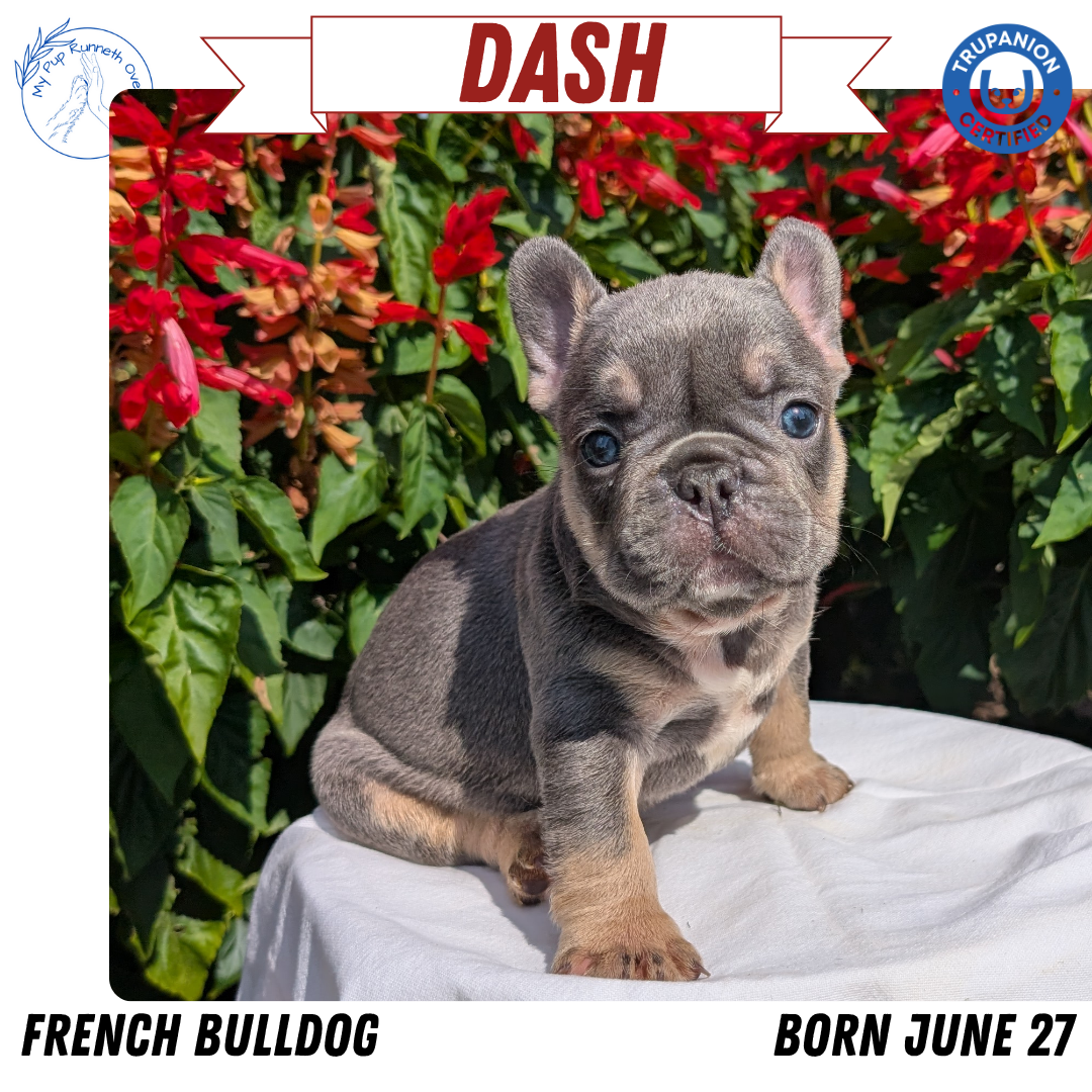 FRENCH BULLDOG (06/27) MALE