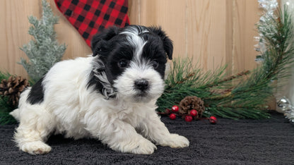 HAVANESE (OCT 25) FEMALE