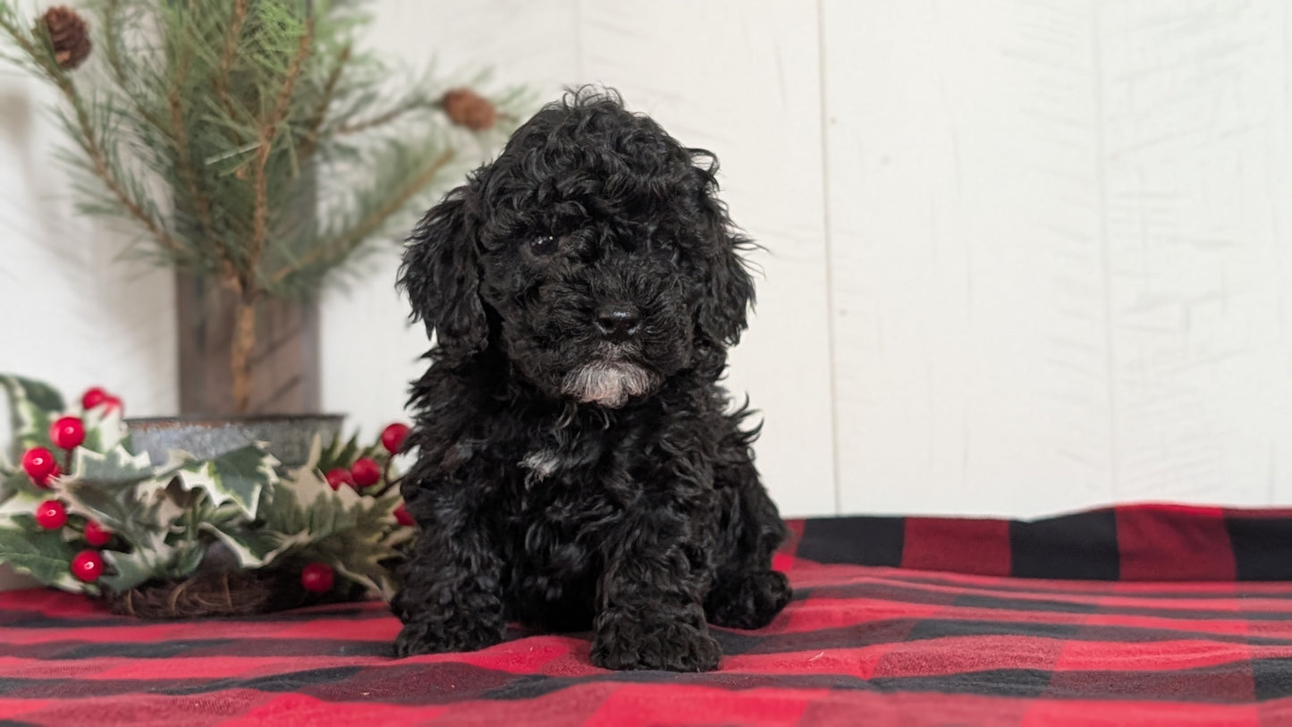 COCKAPOO (NOV 07) MALES