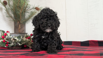 COCKAPOO (NOV 07) MALES