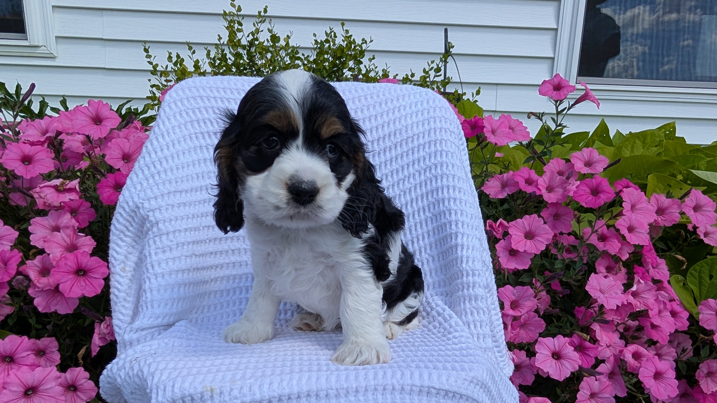 COCKER SPANIEL (07/17) FEMALE