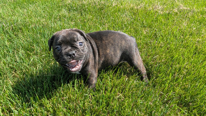 FRENCHTON (06/25) FEMALE
