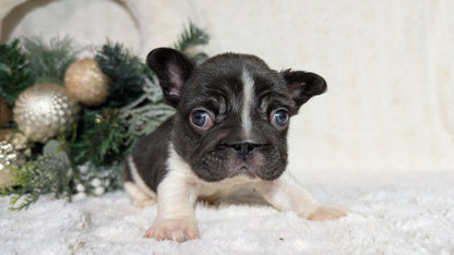 FRENCH BULLDOG (OCT 08) MALES