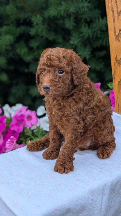 TOY POODLE (JUN 17) MALES