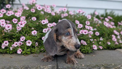 MINI DACHSHUND (JUN 04) FEMALES