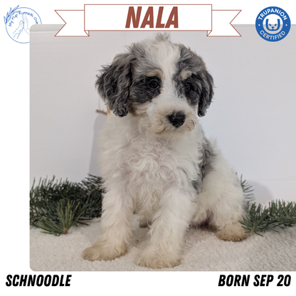 SCHNOODLE (09/20) FEMALE