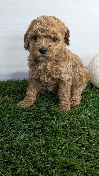 COCKAPOO (01/01) FEMALE