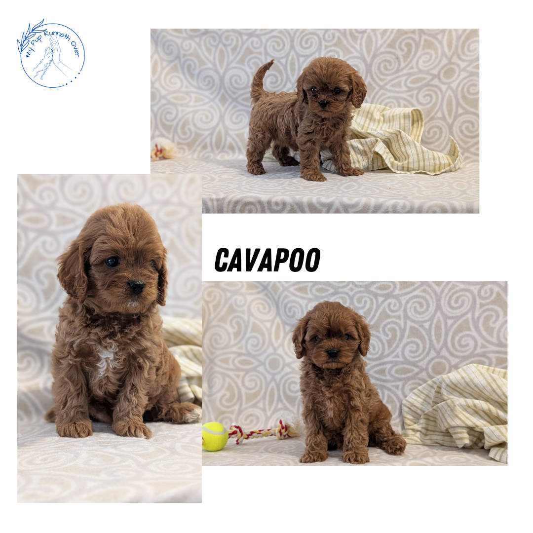 CAVAPOO (FEB 24) FEMALE