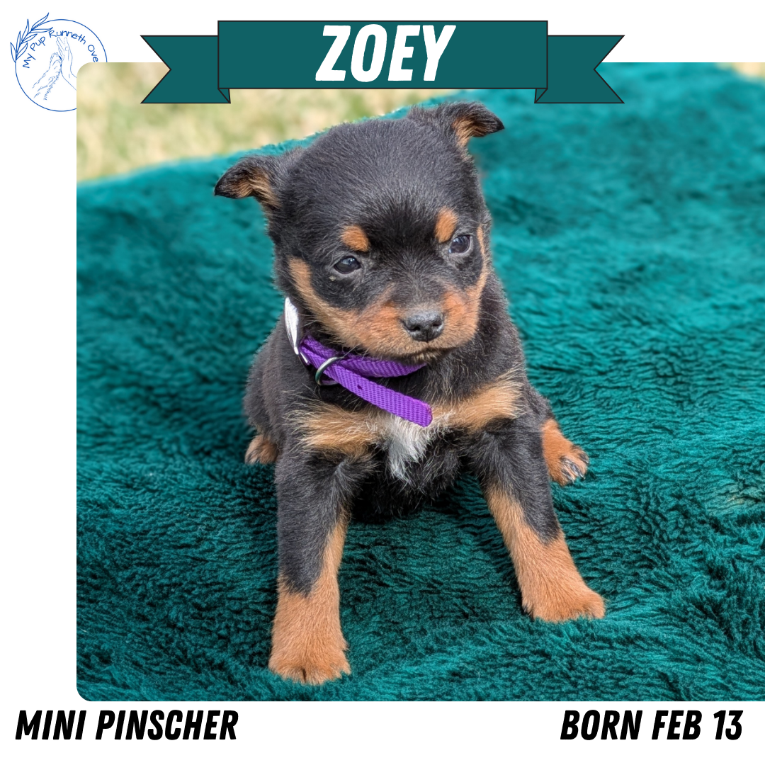 MINI PINSCHER (02/13) FEMALE