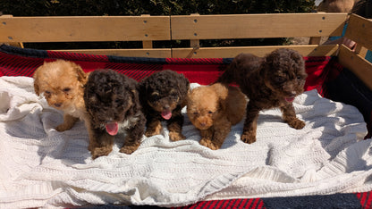 TOY POODLE (01/23) FEMALE