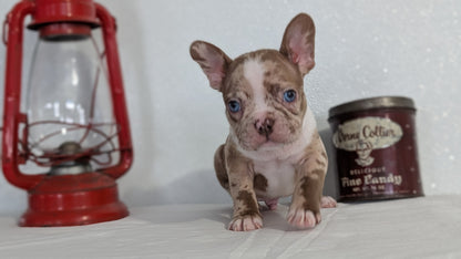 FRENCHTON (NOV 15) MALES