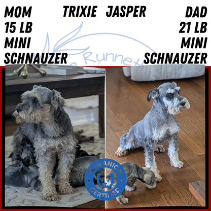MINI SCHNAUZER (JAN 14) FEMALES