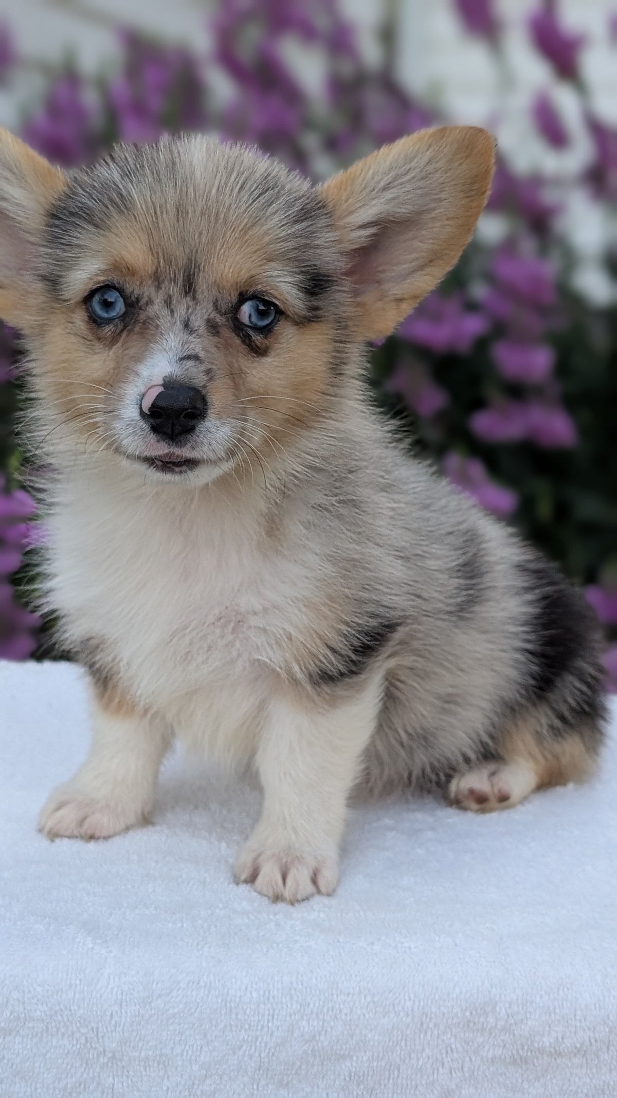 CORGI (JUN 22) FEMALE