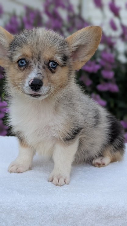 CORGI (JUN 22) FEMALE