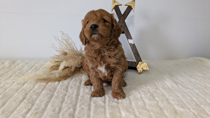 MINI GOLDENDOODLE (03/28) MALE