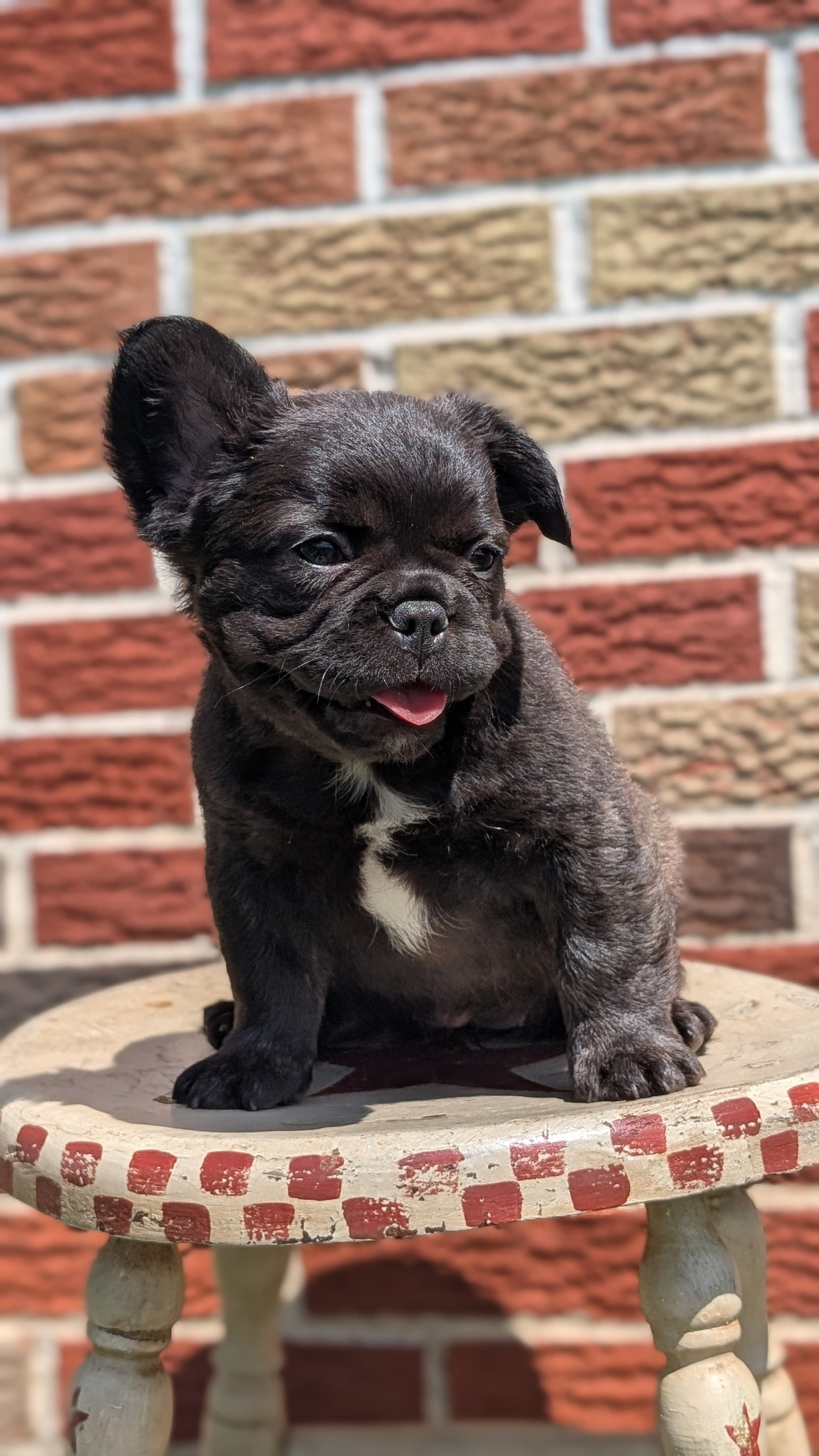 FRENCH BULLDOG (MAR 09) FEMALES