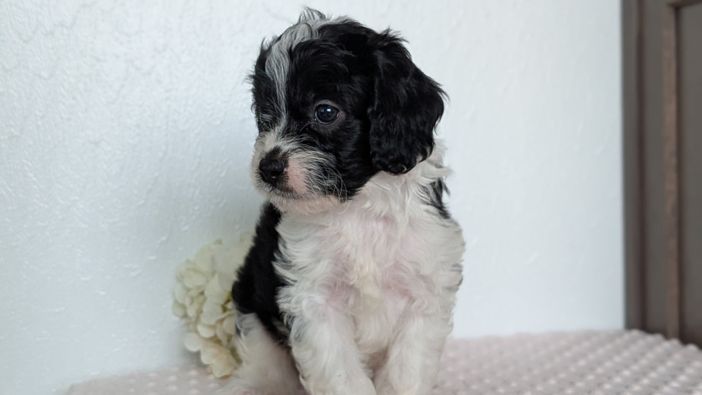CAVAPOO (APR 02) MALES