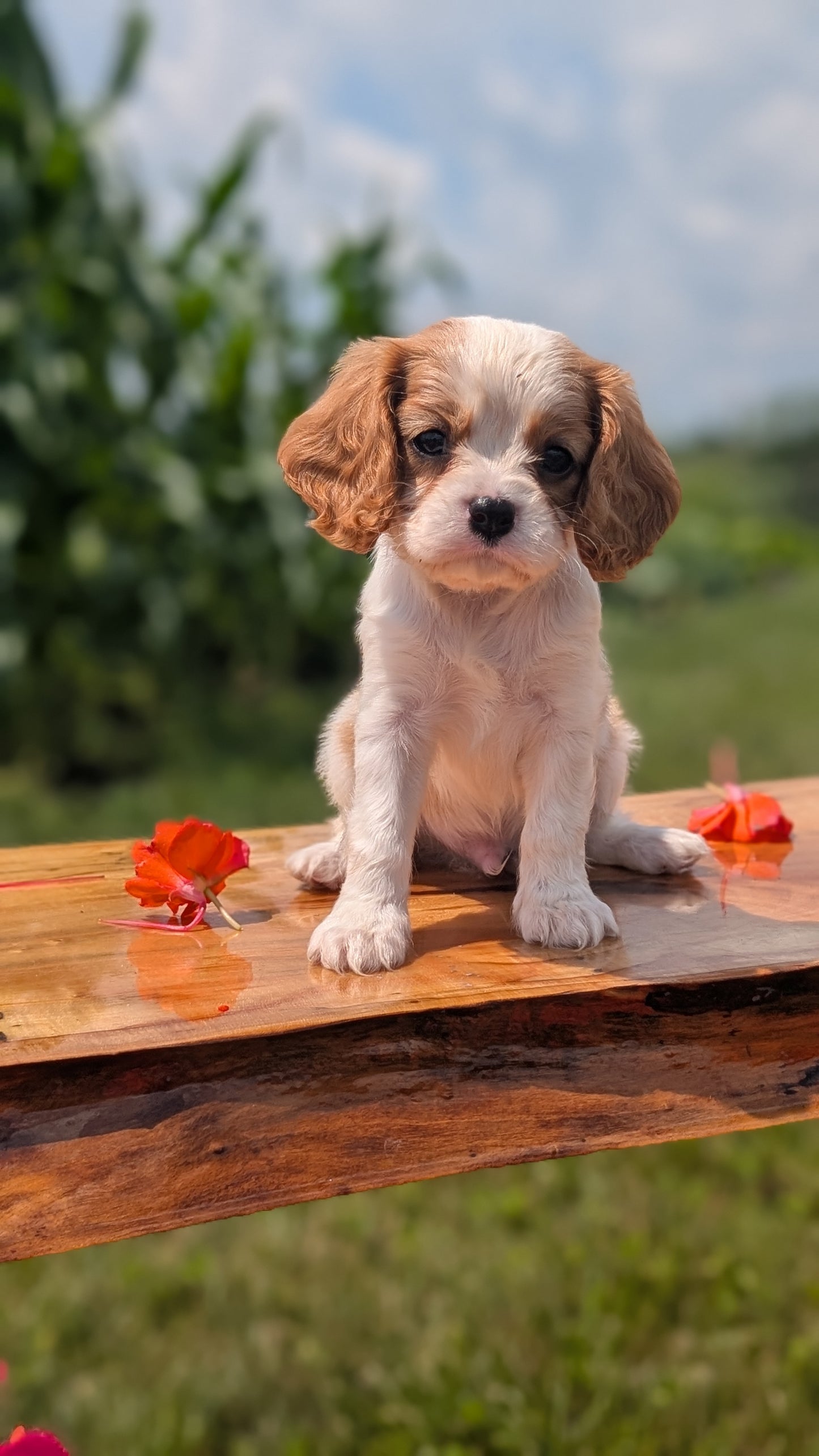 CAVALIER (MAY 30) MALES