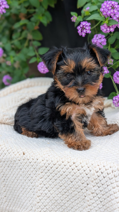YORKSHIRE TERRIER (JUN 05) MALE