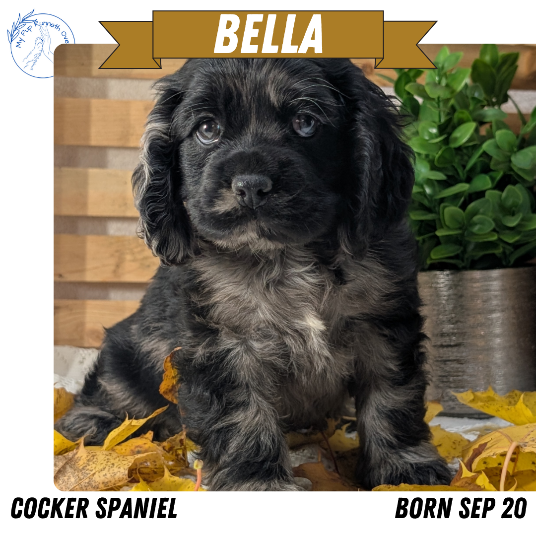 COCKER SPANIEL (09/20) FEMALE