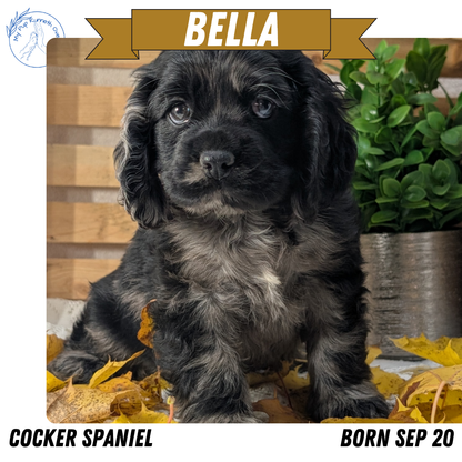 COCKER SPANIEL (09/20) FEMALE