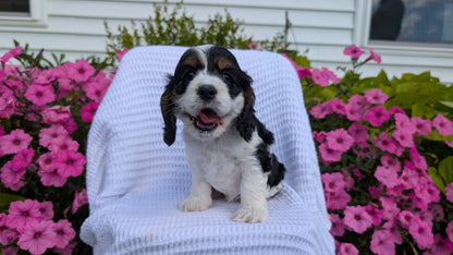 COCKER SPANIEL (07/17) FEMALE