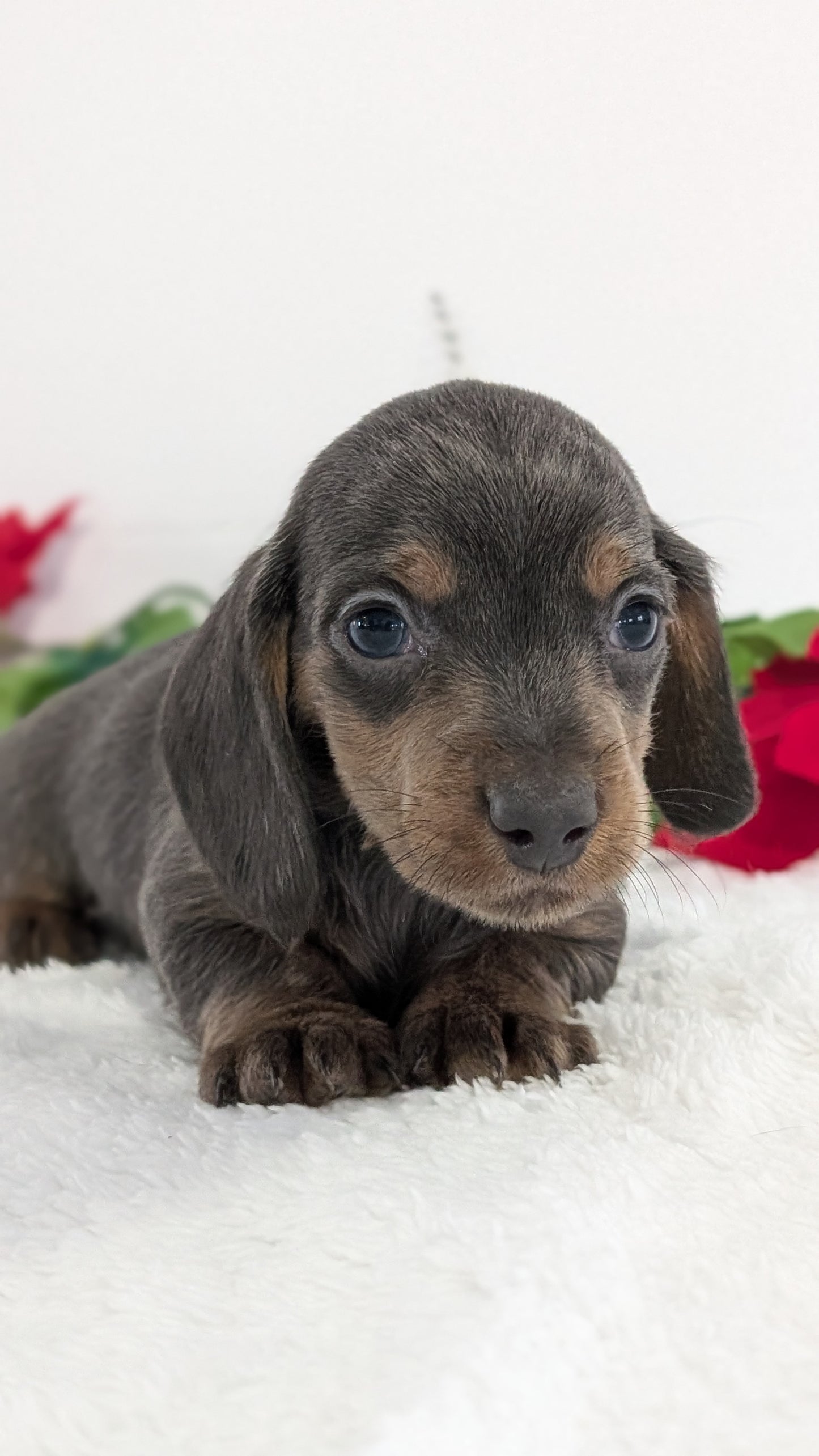 MINI DACHSHUND (OCT 20) MALES