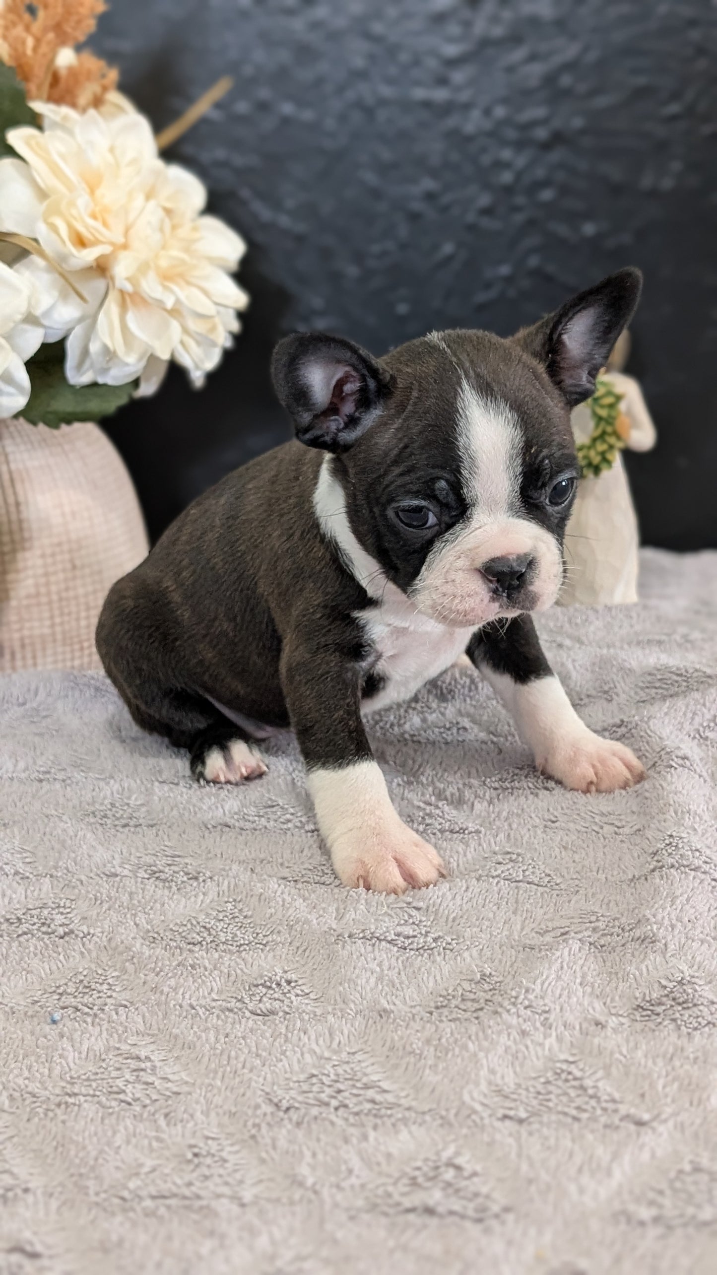 BOSTON TERRIER (FEB 09) FEMALES