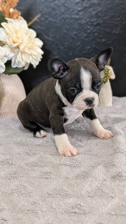 BOSTON TERRIER (FEB 09) FEMALES