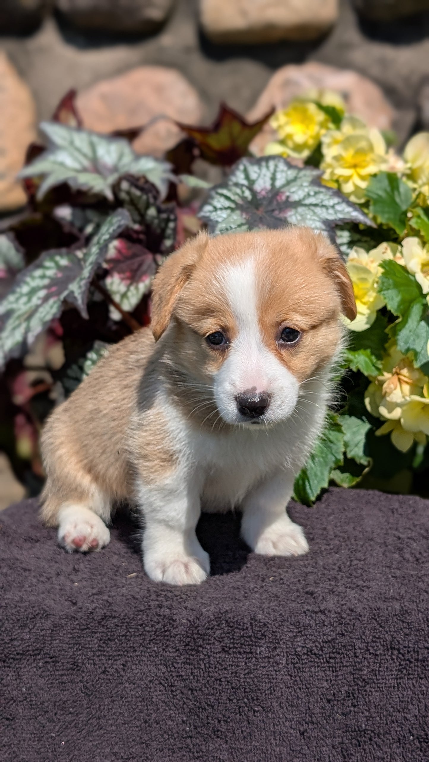 CORGI (JUL 13) 2 FEMALES/3 MALES