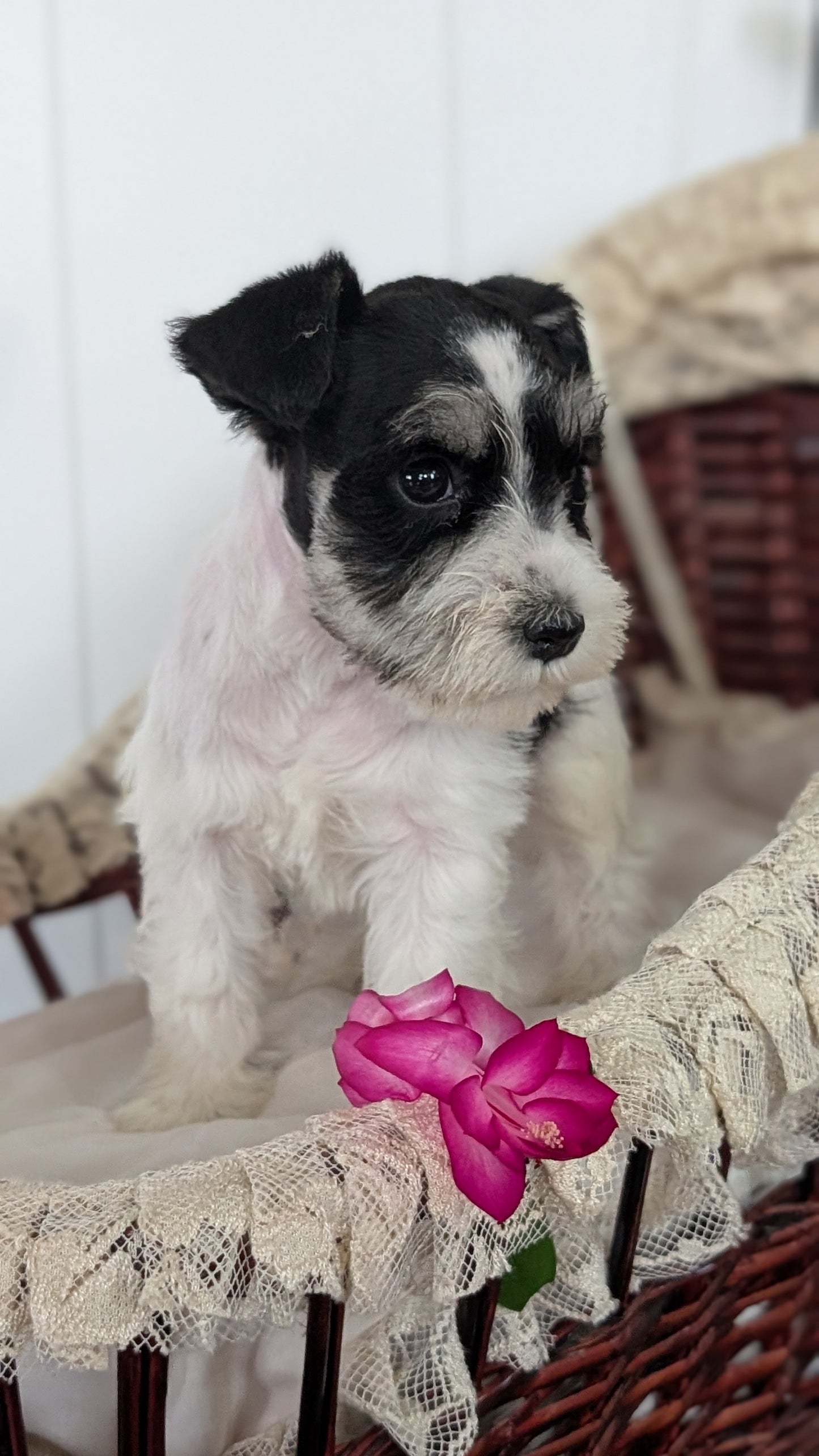 MINI SCHNAUZER (JAN 10) FEMALES