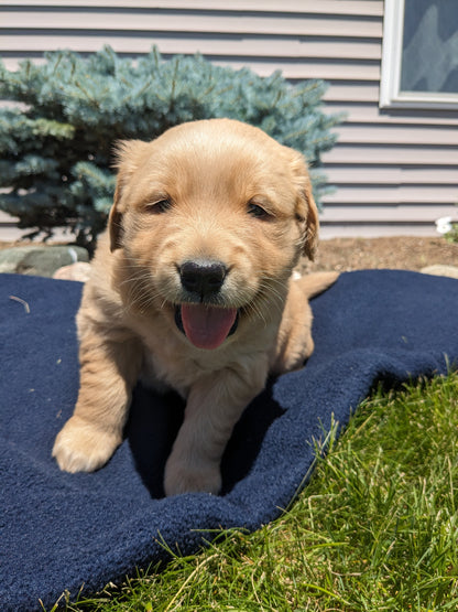 GOLDEN RETRIEVER (04/27) MALE