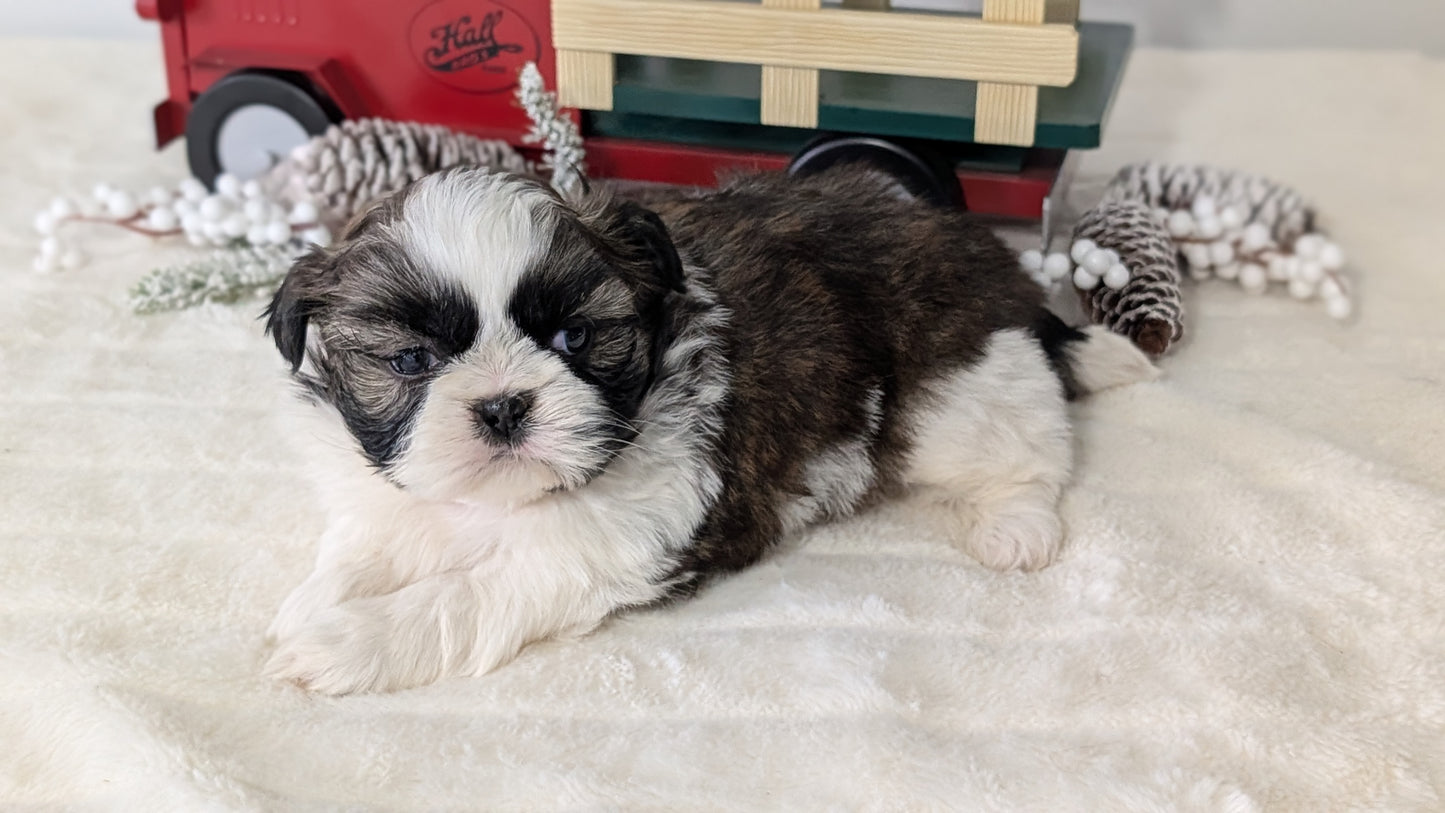 SHIH TZU (DEC 03) MALES