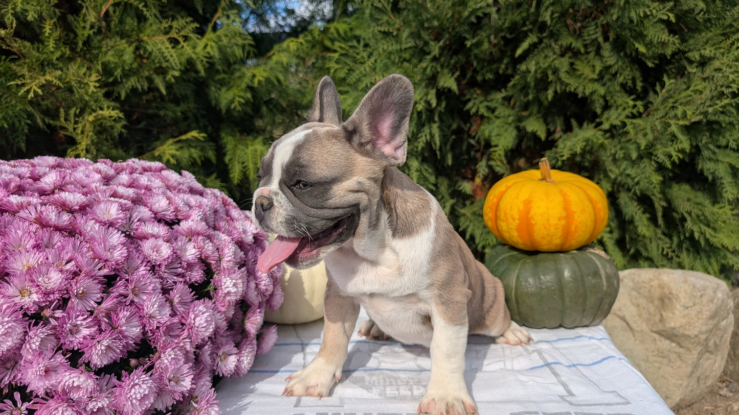FRENCH BULLDOG (07/03) FEMALE