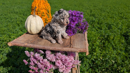 TOY POODLE (08/28) FEMALE