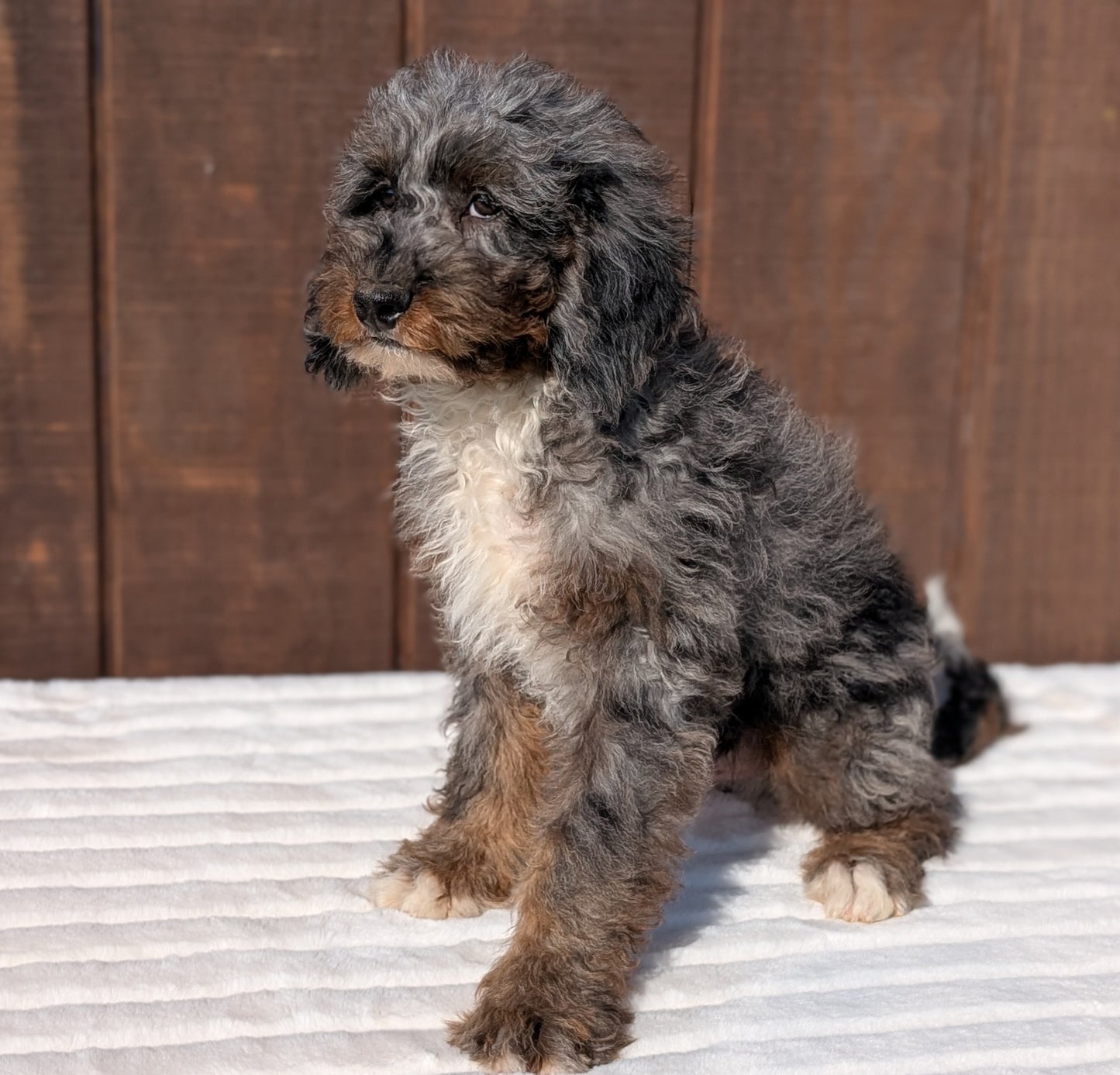 MINI BERNEDOODLE (07/25) MALE