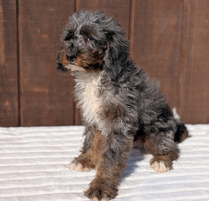 MINI BERNEDOODLE (07/25) MALE