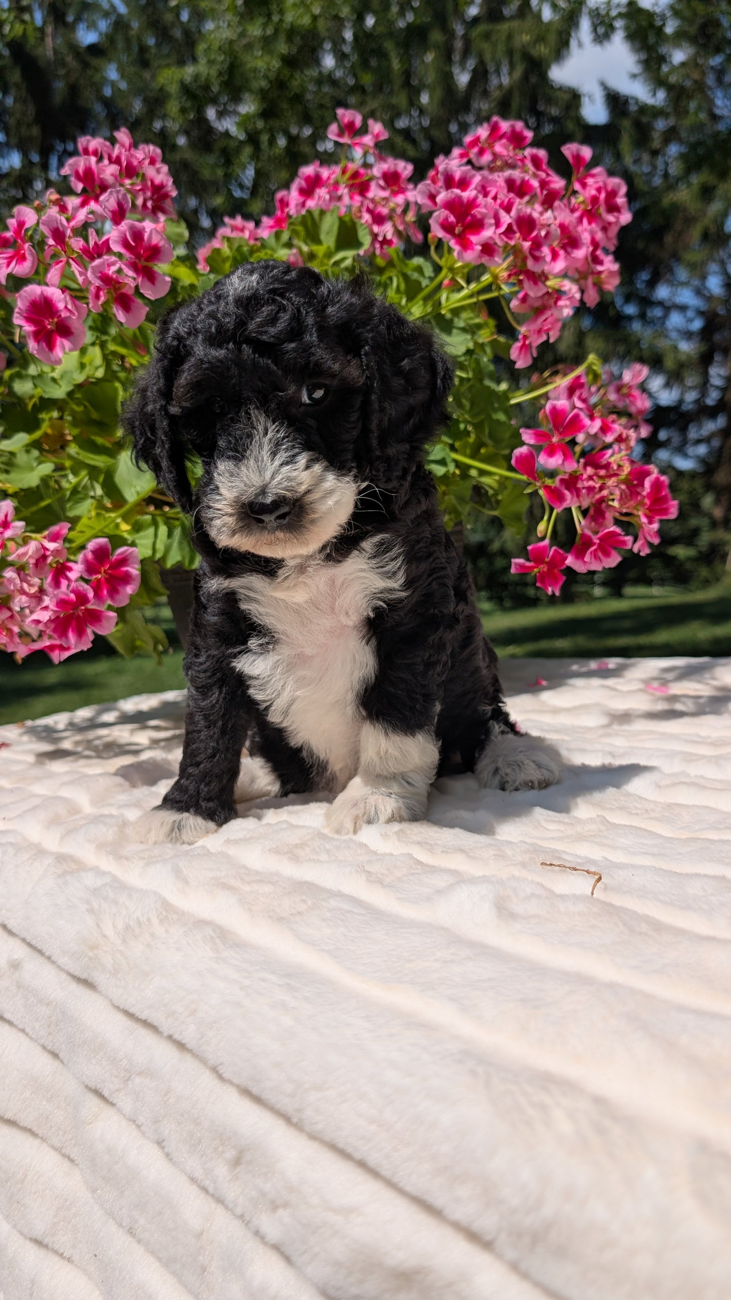 MINI BERNEDOODLE (06/11) FEMALE