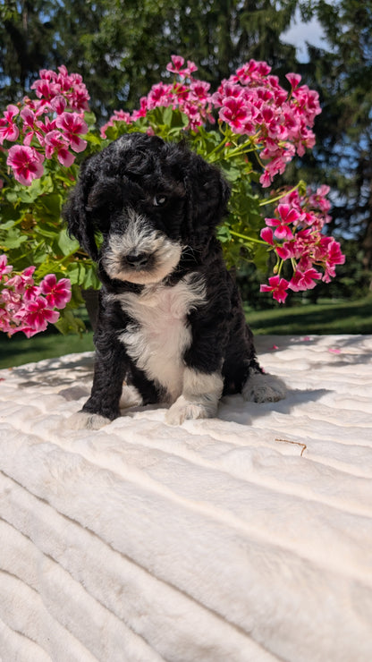 MINI BERNEDOODLE (06/11) FEMALE