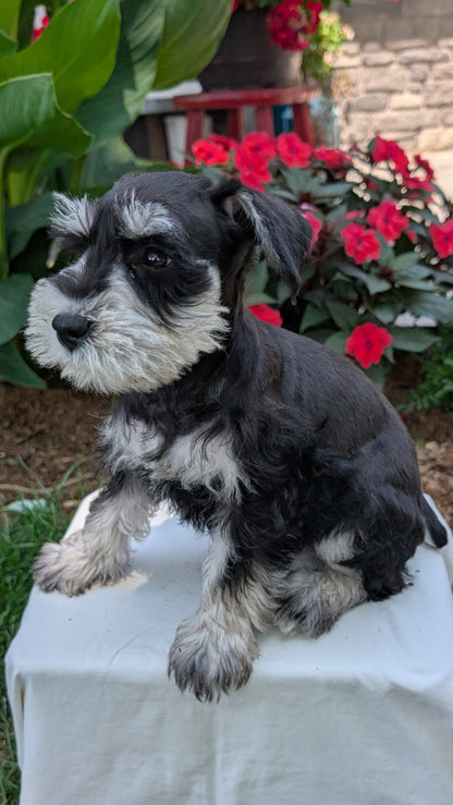 MINI SCHNAUZER (05/29) MALE