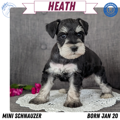 MINI SCHNAUZER (JAN 20) MALES