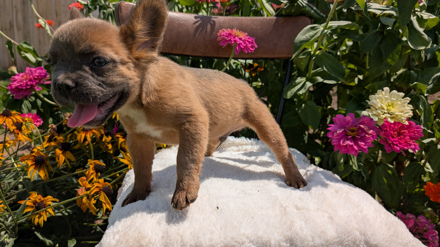 FRENCH BULLDOG (05/07) MALE