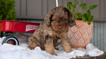 COCKAPOO (MAY 10) MALES