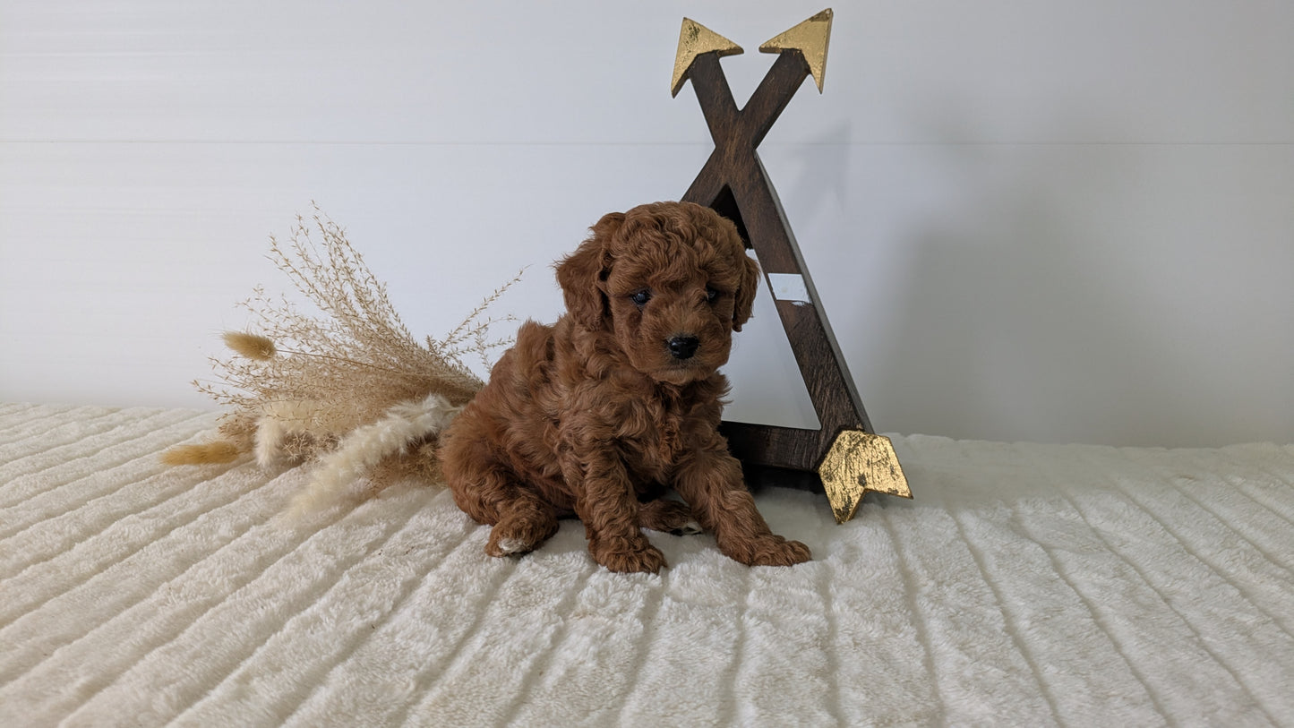 MINI GOLDENDOODLE (03/28) FEMALE