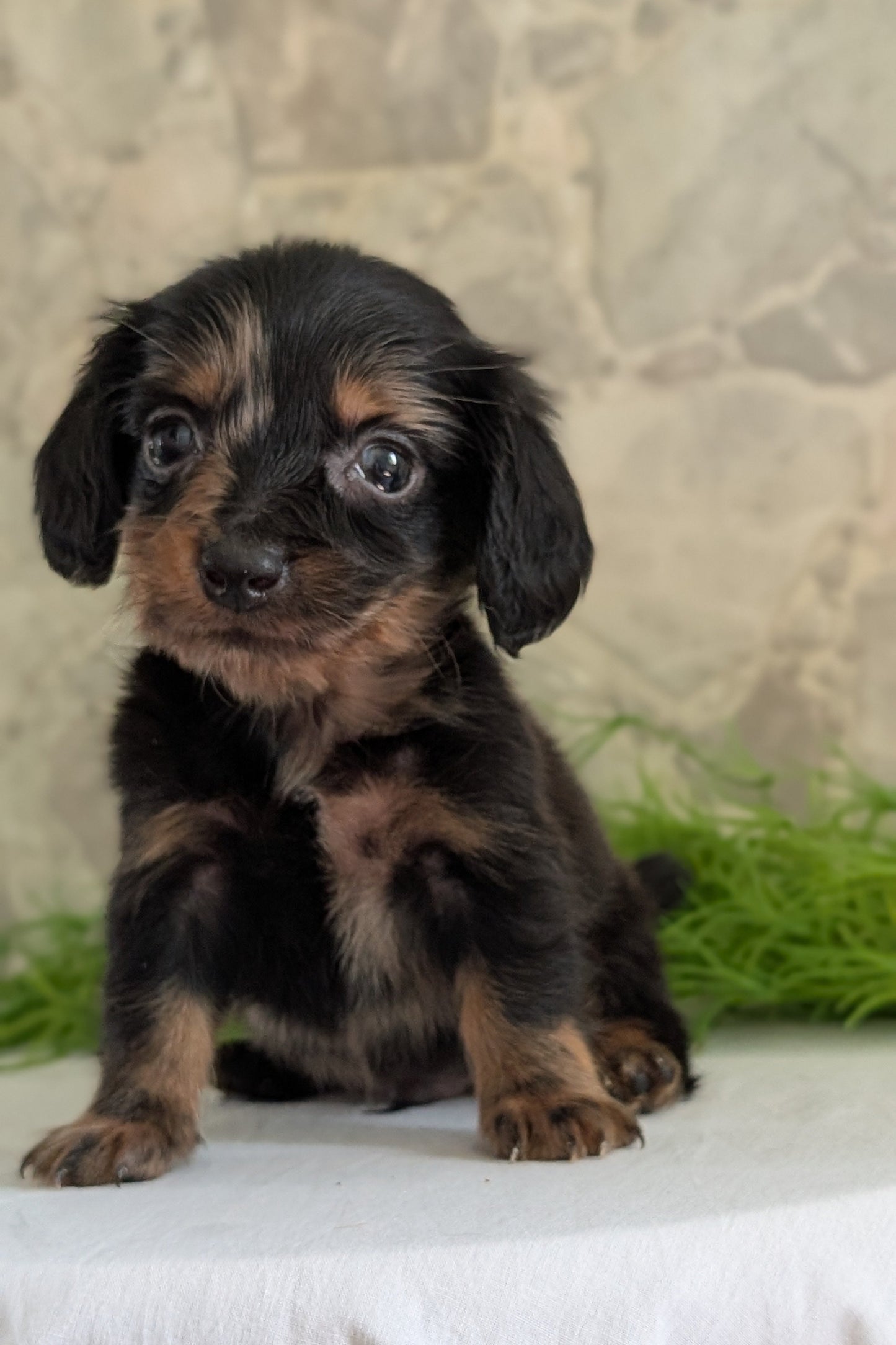 MINI DACHSHUND (APR 29) MALE