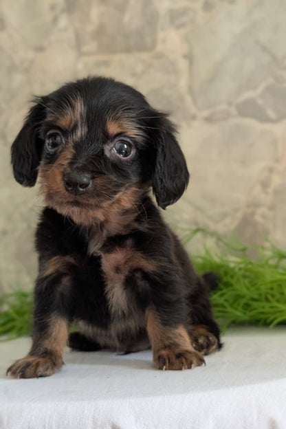 MINI DACHSHUND (APR 29) MALE